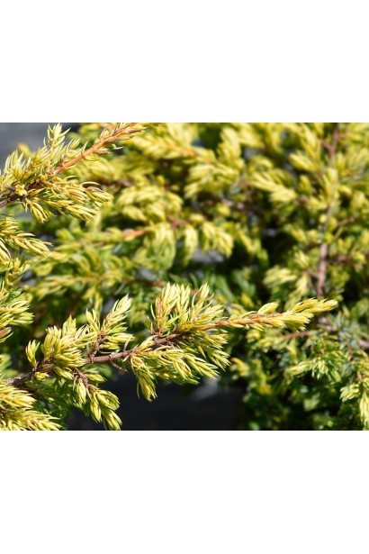 Ялівець звичайний Голдшатц на штамбі - золотисто-жовта хвоя